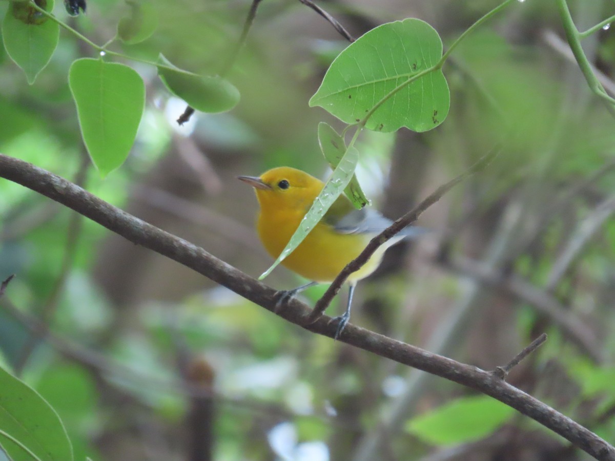 Prothonotary Warbler - ML357131941