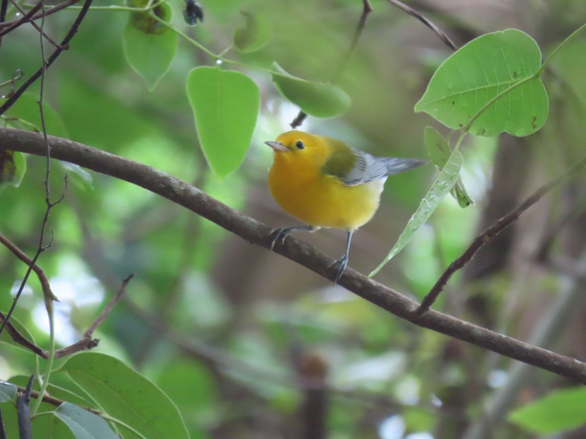 Prothonotary Warbler - ML357132011