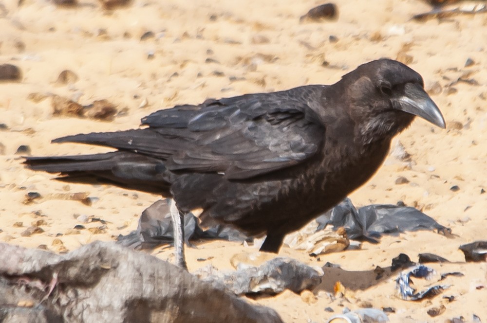 Brown-necked Raven - ML357132141
