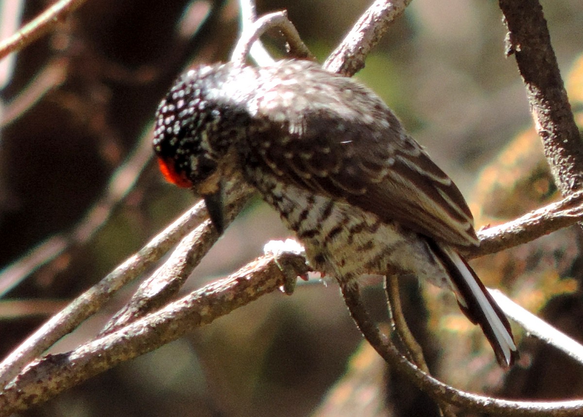 White-barred Piculet - Laurie Koepke