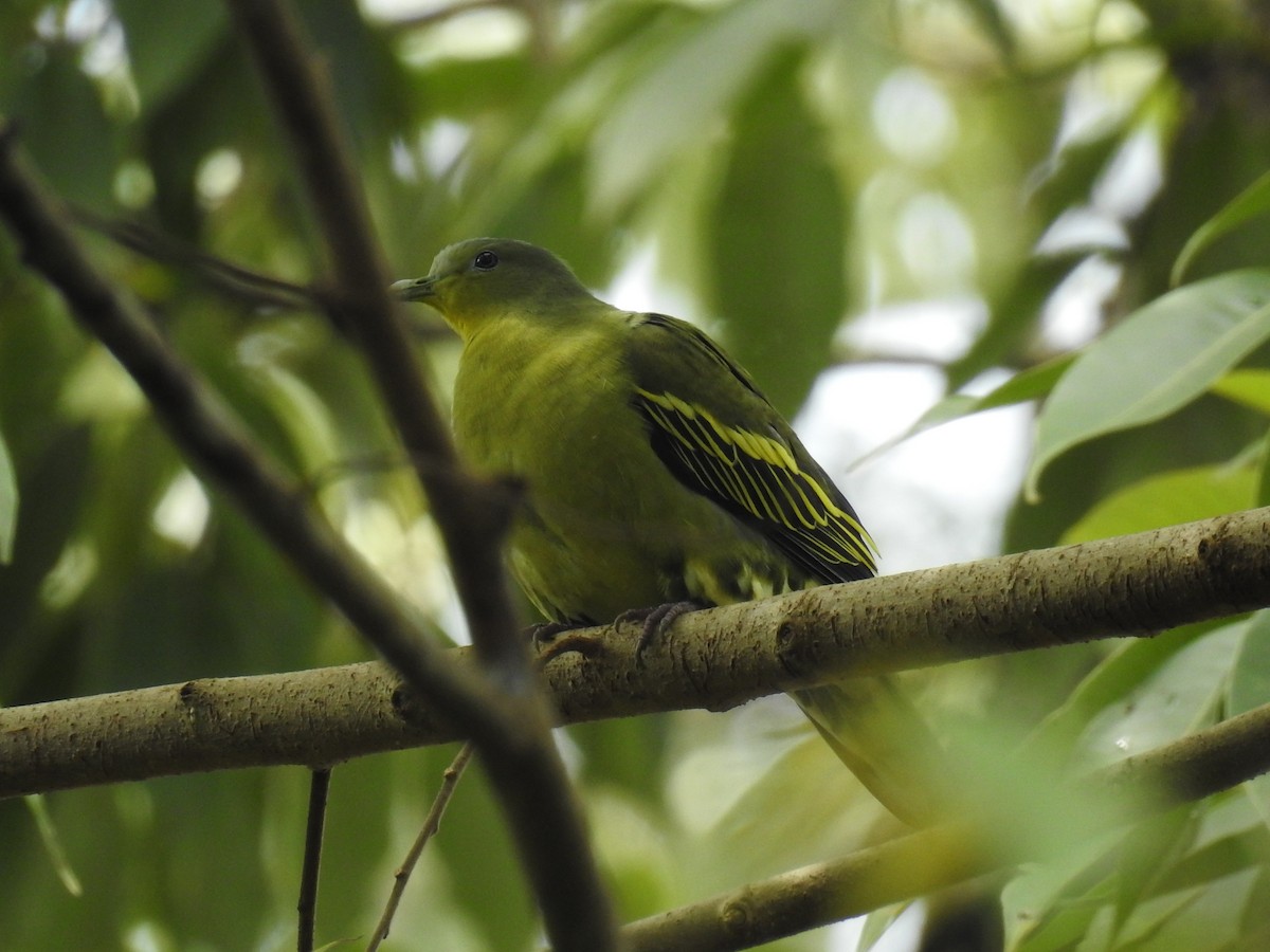 Gray-fronted Green-Pigeon - ML35713451