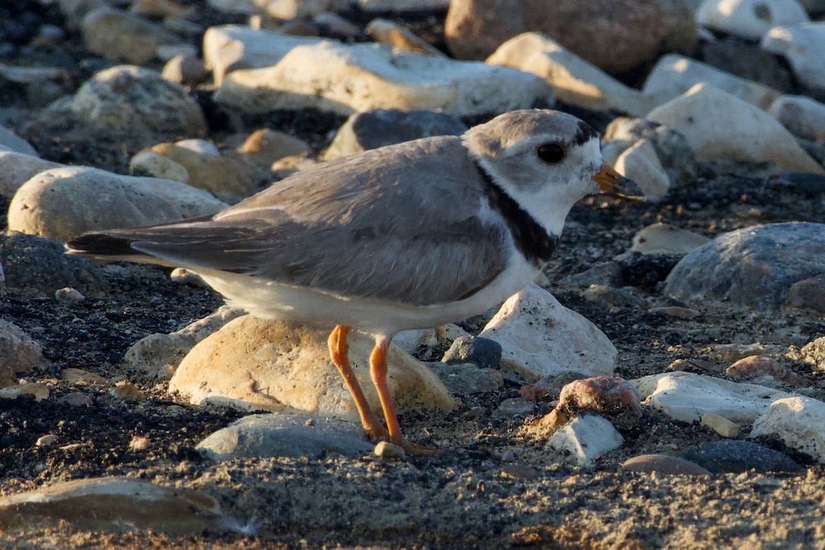 Piping Plover - ML357134671