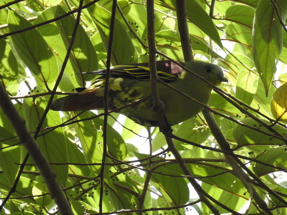Gray-fronted Green-Pigeon - Aparajita Datta
