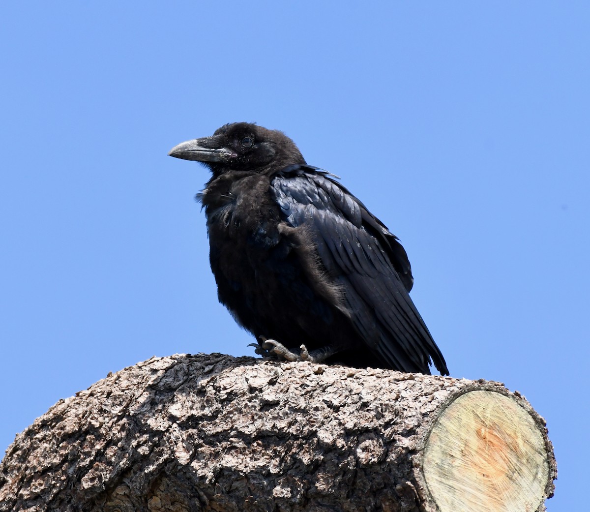 Common Raven - Adam Dudley