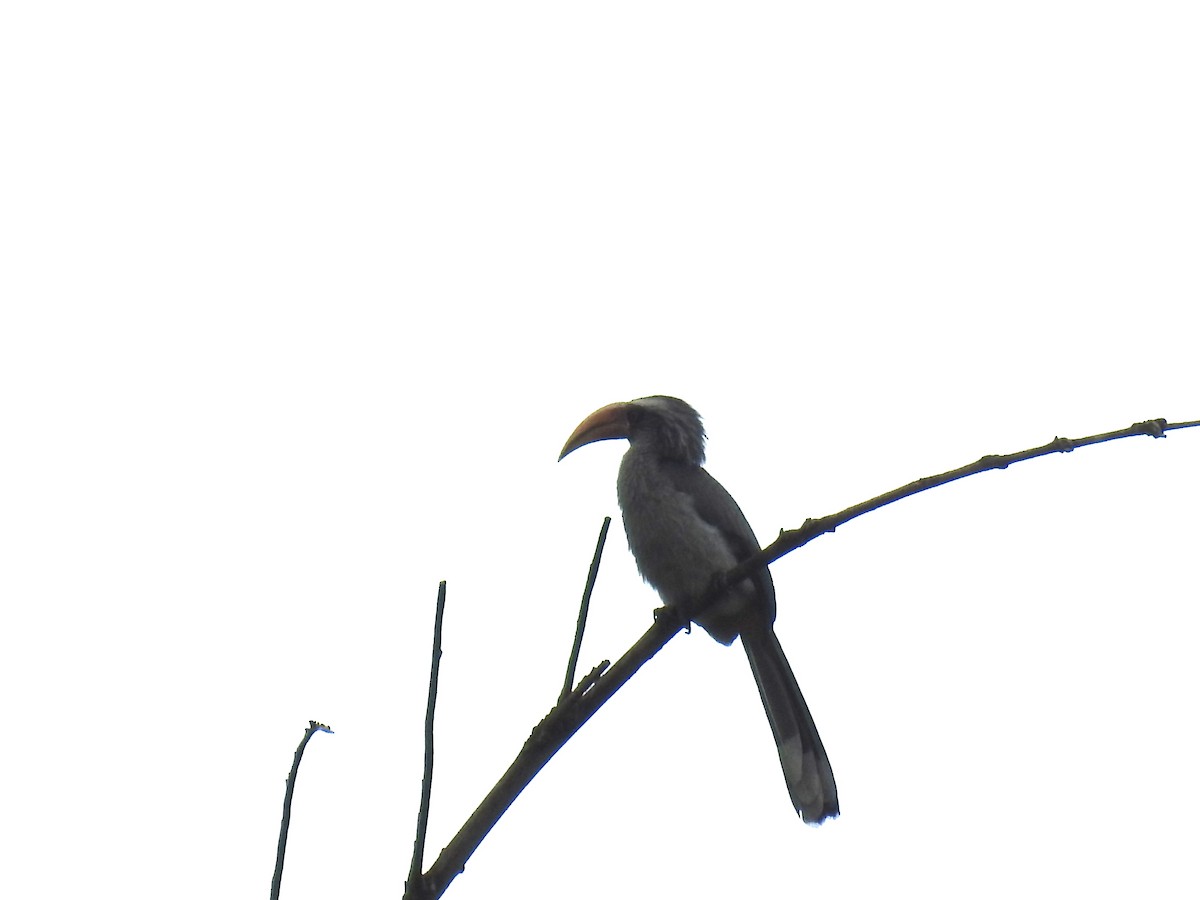 Malabar Gray Hornbill - ML35713621
