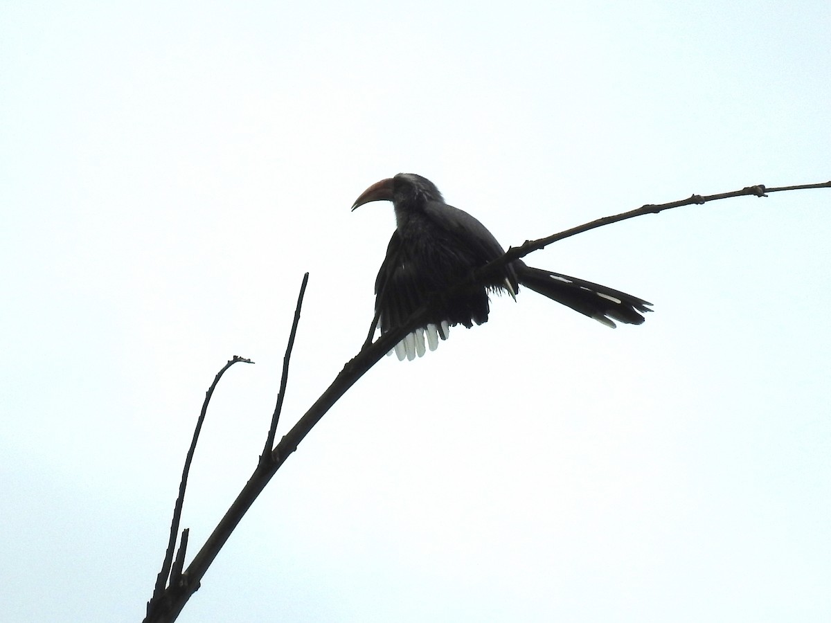 Malabar Gray Hornbill - ML35713661