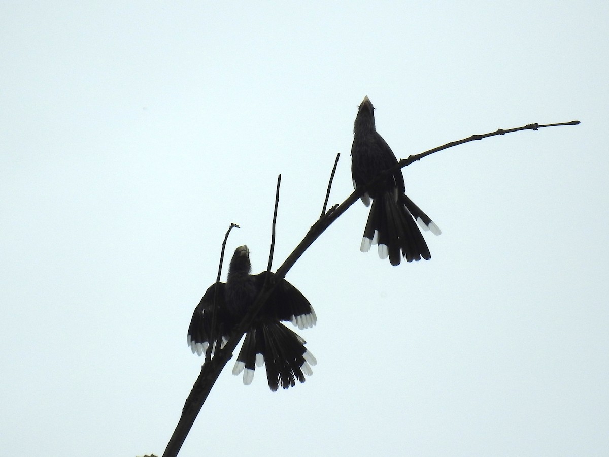 Malabar Gray Hornbill - Aparajita Datta