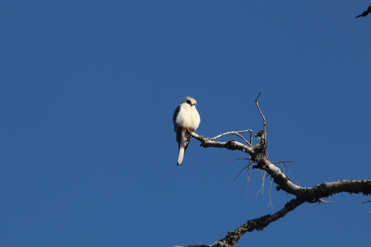 White-tailed Kite - ML357143321