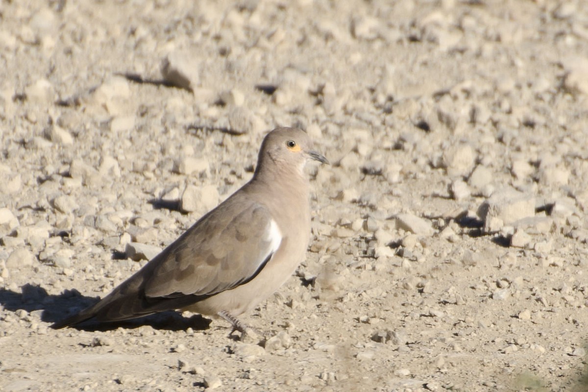 Black-winged Ground Dove - ML35714541