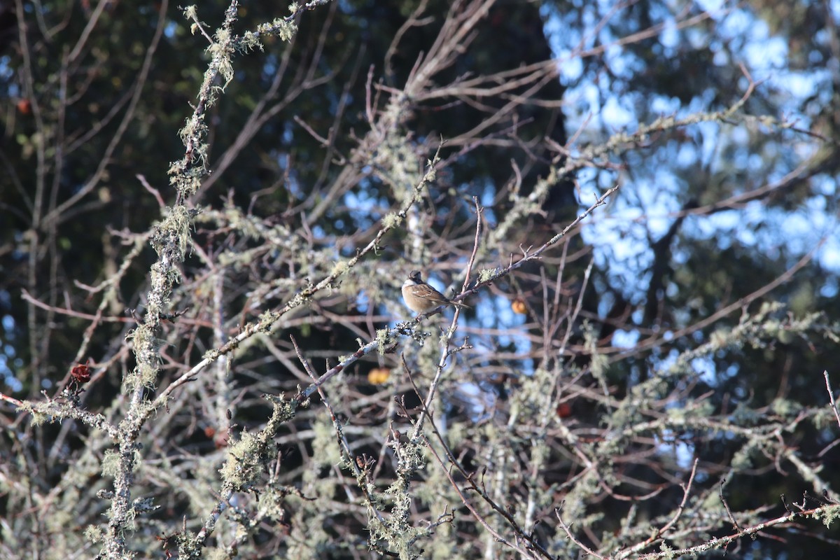 Rufous-collared Sparrow - ML357146631