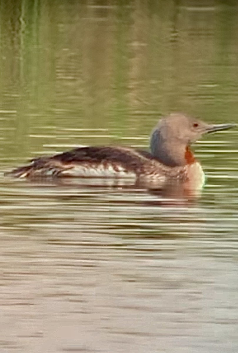 Red-throated Loon - ML357149841