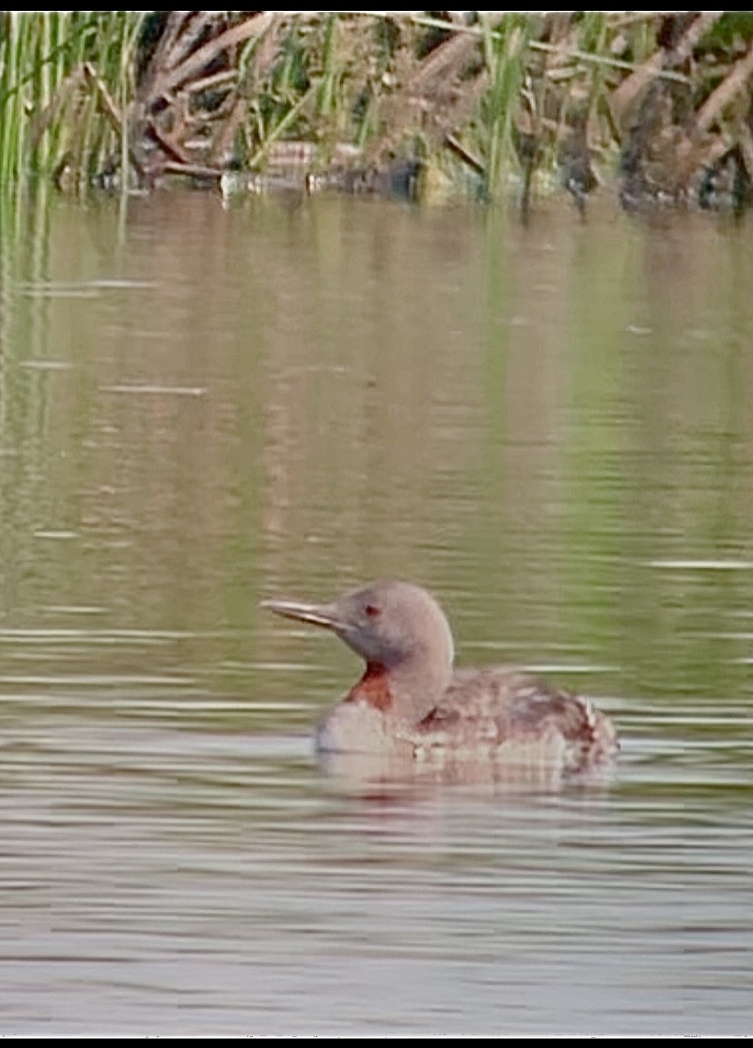 Red-throated Loon - ML357152361