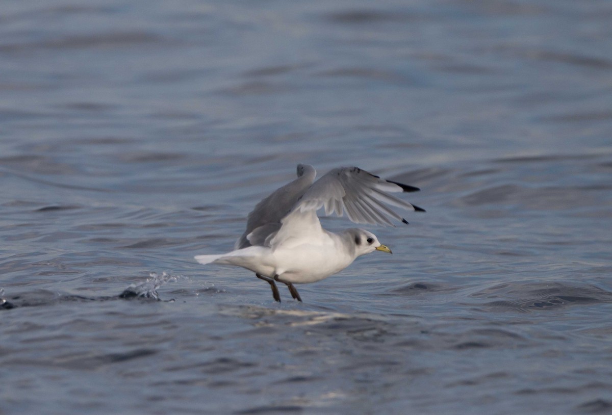 Mouette tridactyle - ML357156221
