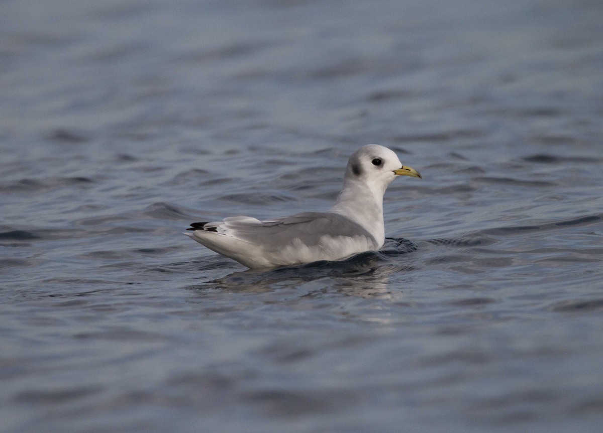 Mouette tridactyle - ML357156241