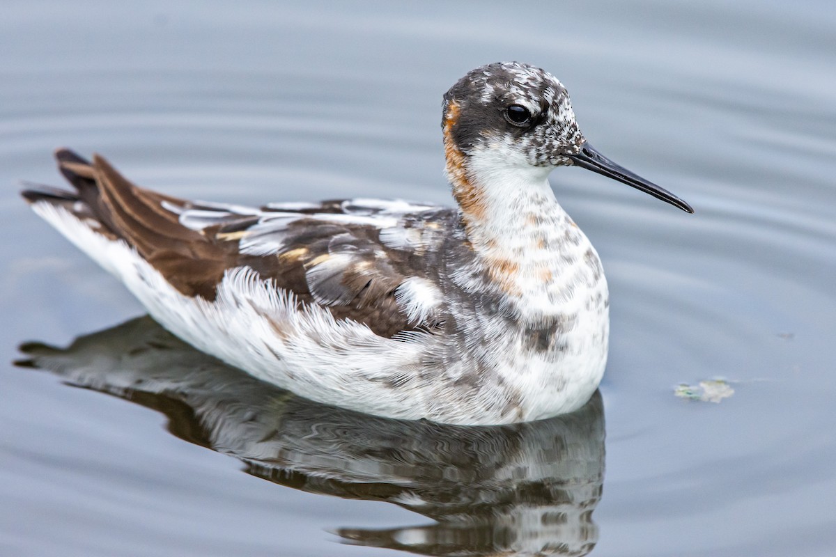 Red-necked Phalarope - ML357158571