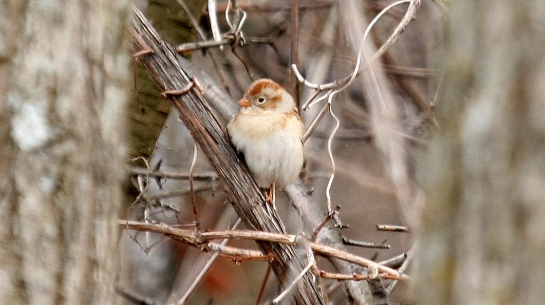 Field Sparrow - ML35716481