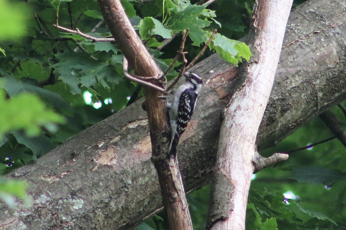 Hairy Woodpecker (Eastern) - ML357166591