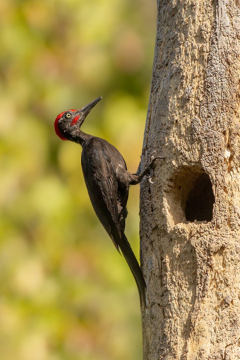 Andaman Woodpecker - ML357166651