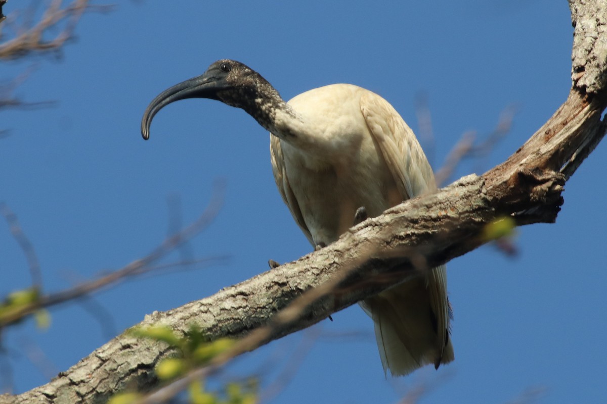 ibis australský - ML357168681