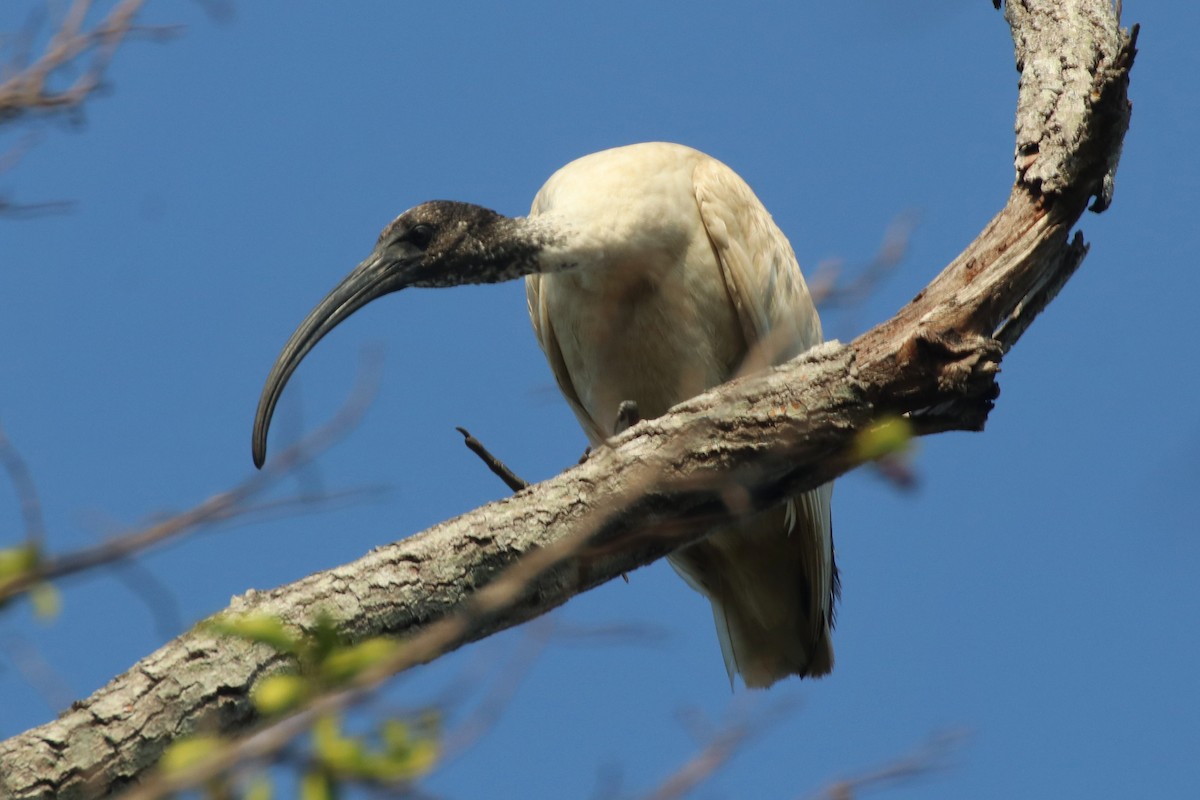 ibis australský - ML357168691
