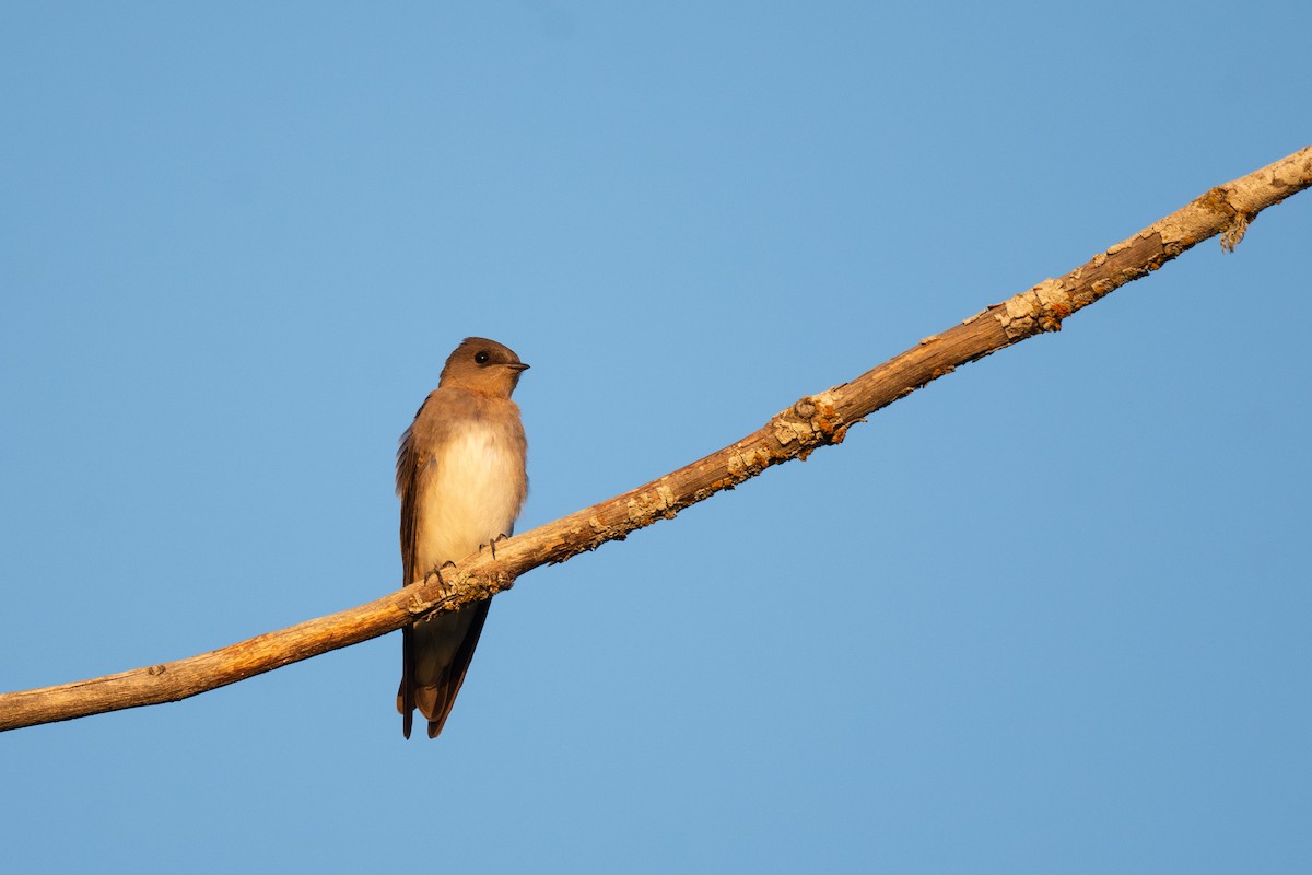 Northern Rough-winged Swallow - Conor Scotland