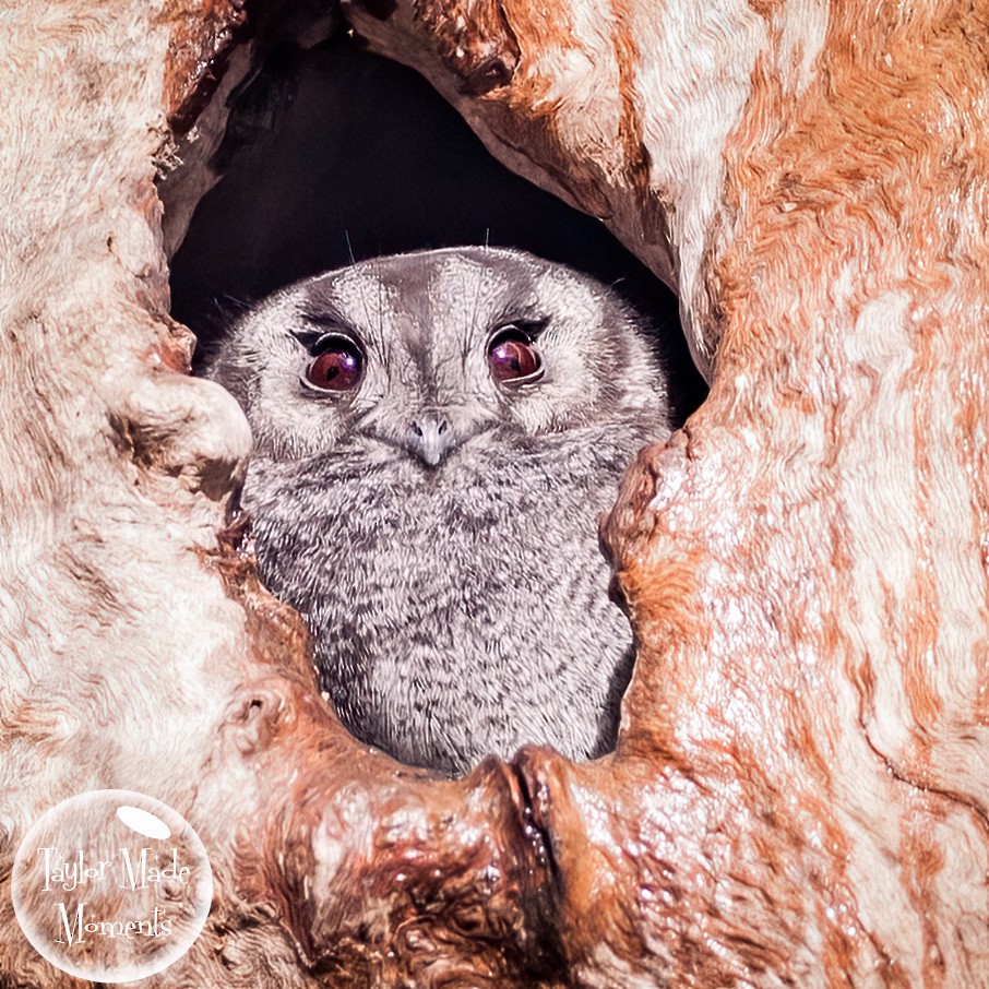 Australian Owlet-nightjar - ML357177201