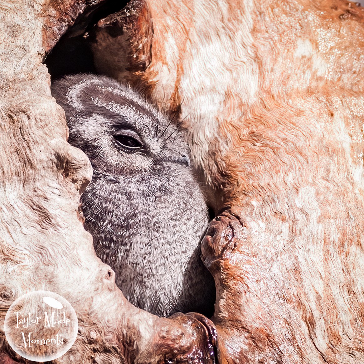 Australian Owlet-nightjar - ML357177261