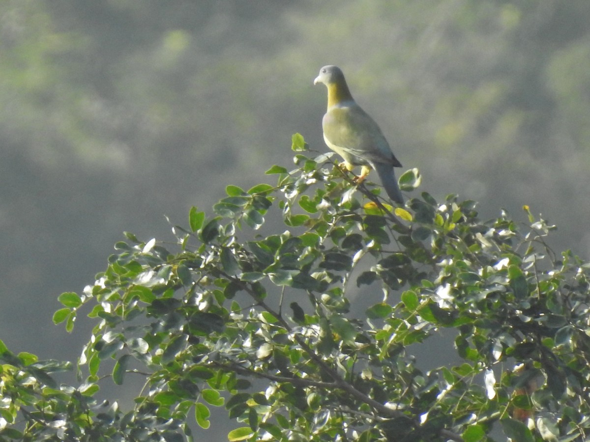 Yellow-footed Green-Pigeon - ML357183331
