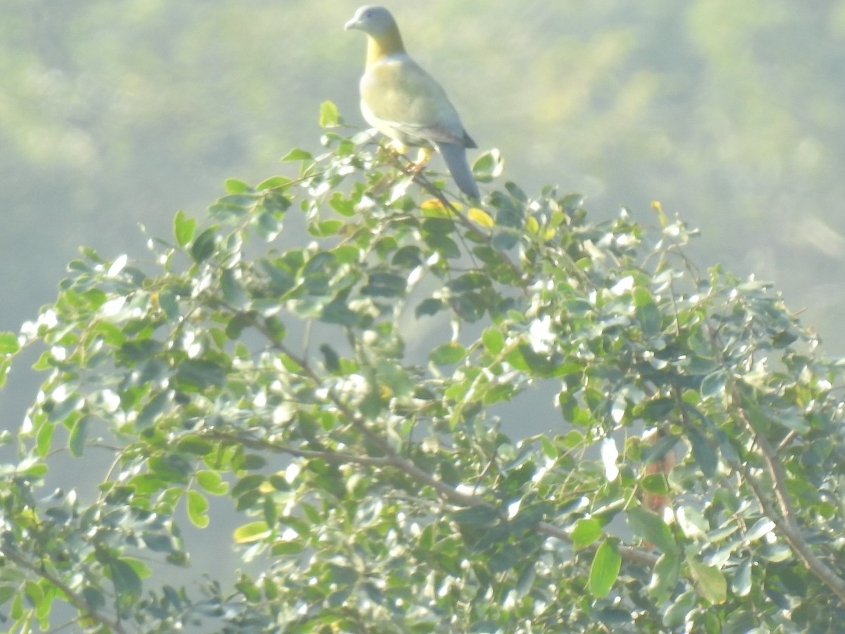 Yellow-footed Green-Pigeon - ML357183341