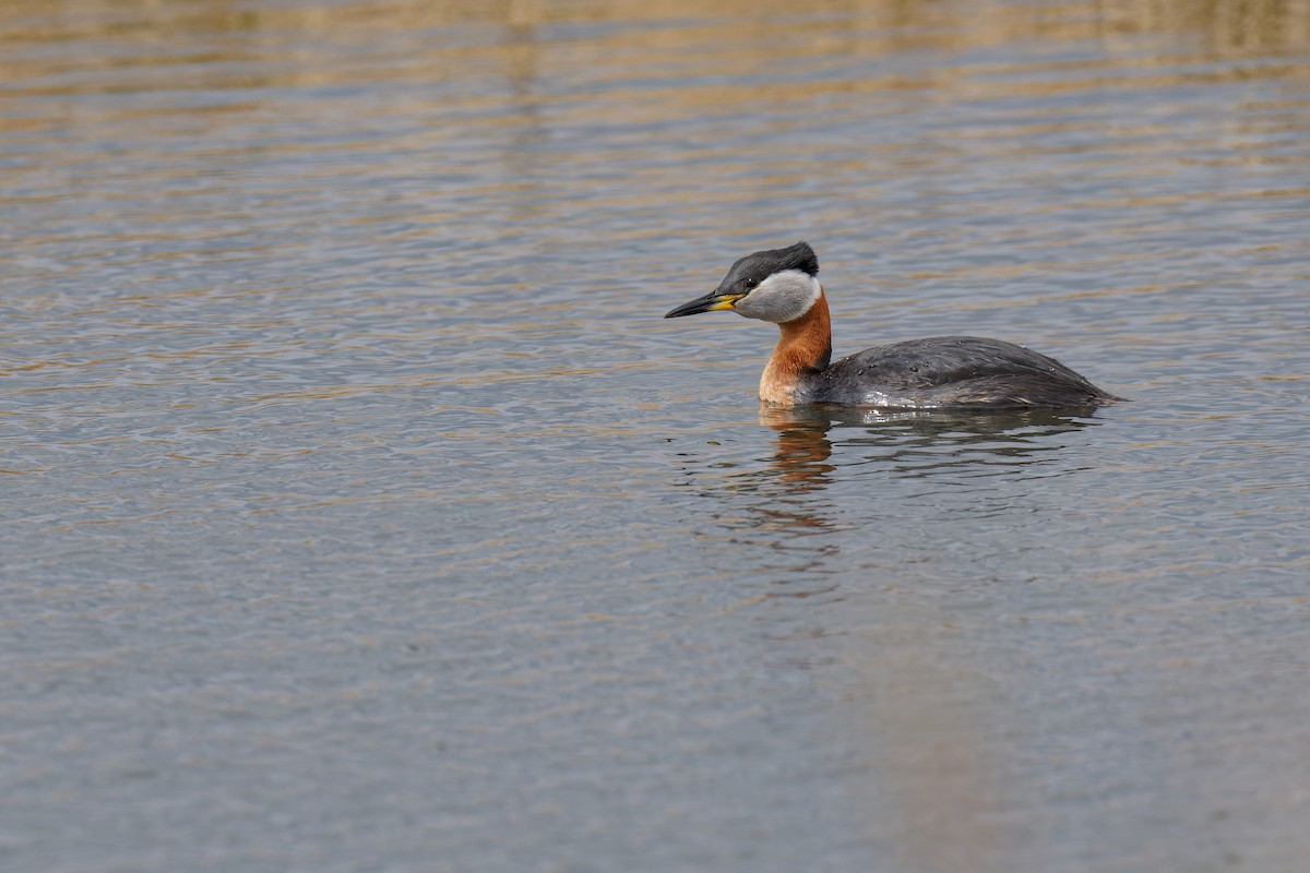 Red-necked Grebe - Vincent Wang