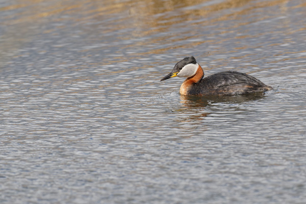 Red-necked Grebe - Vincent Wang