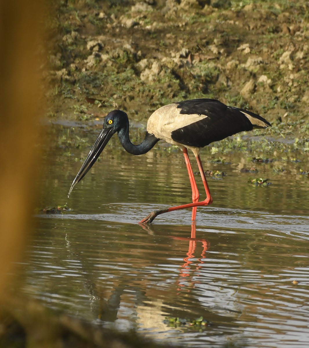 Black-necked Stork - ML357190601