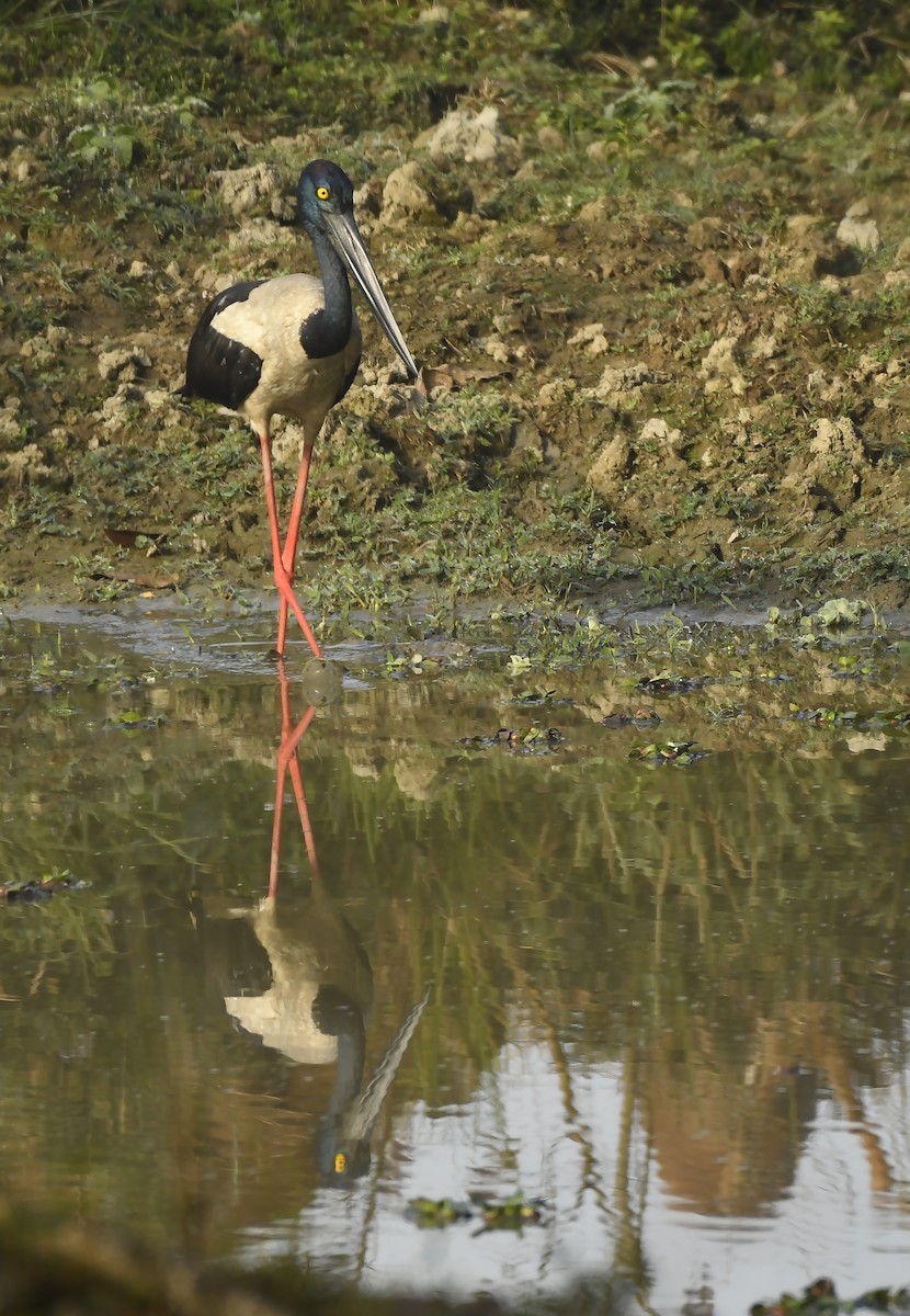 Black-necked Stork - ML357190621