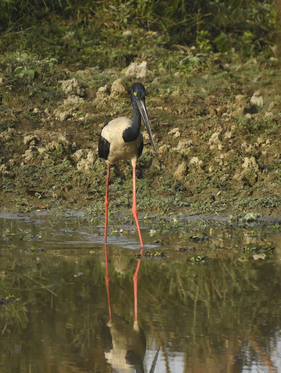 Black-necked Stork - ML357190651