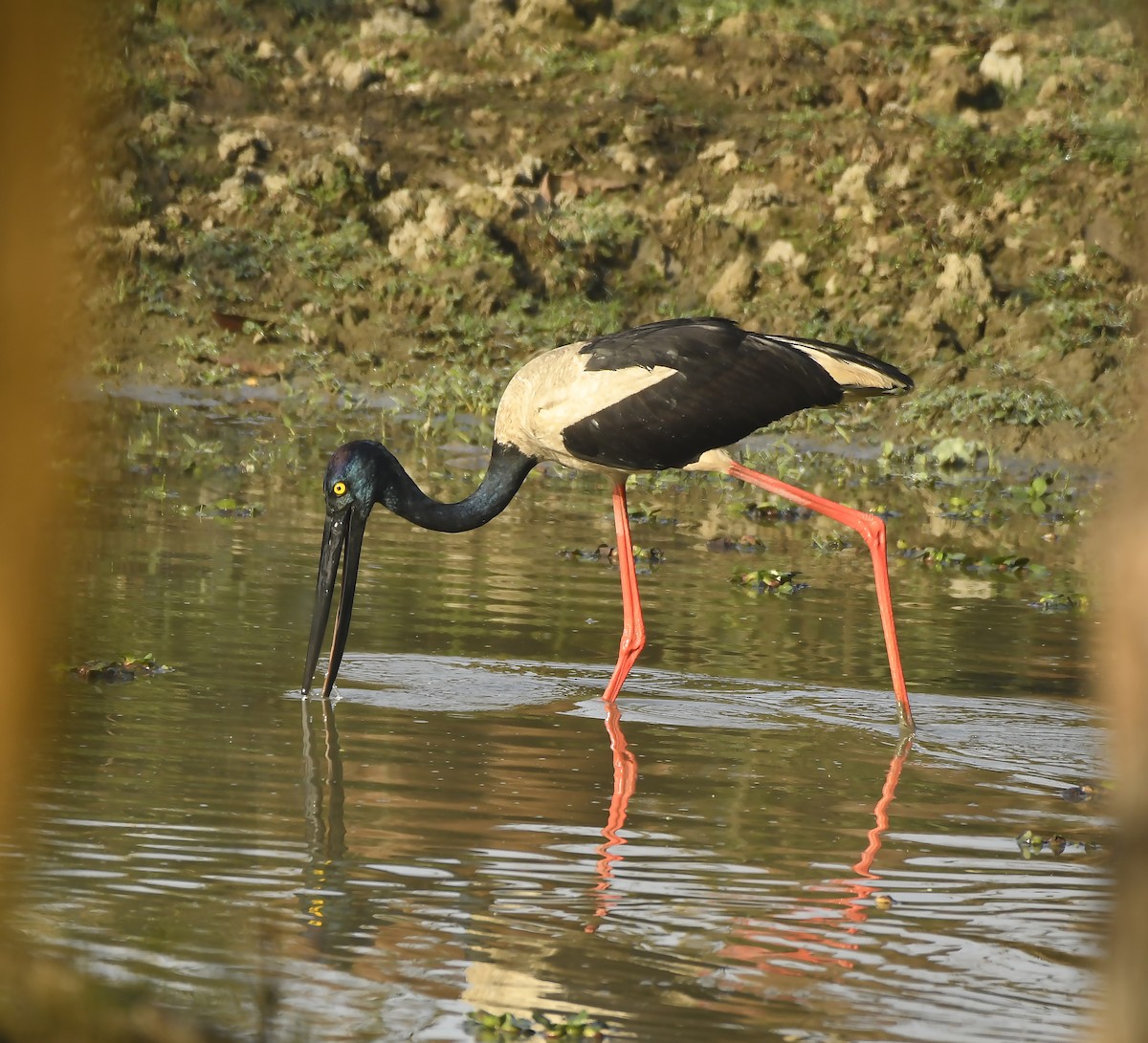 Black-necked Stork - ML357190661