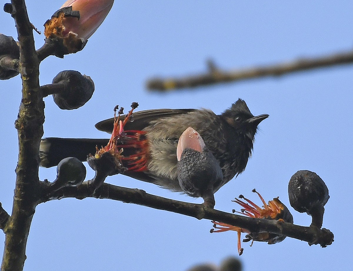 Red-vented Bulbul - ML357190761