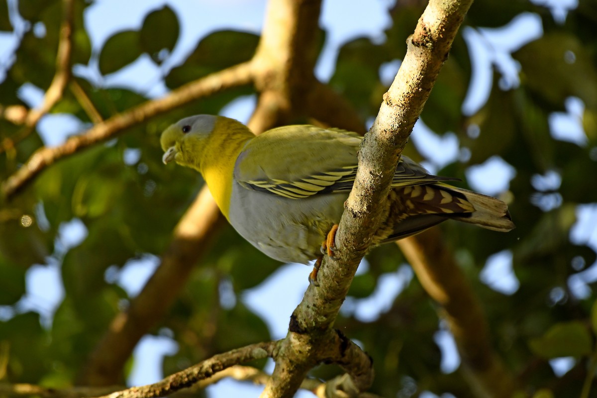 Yellow-footed Green-Pigeon - ML357190931