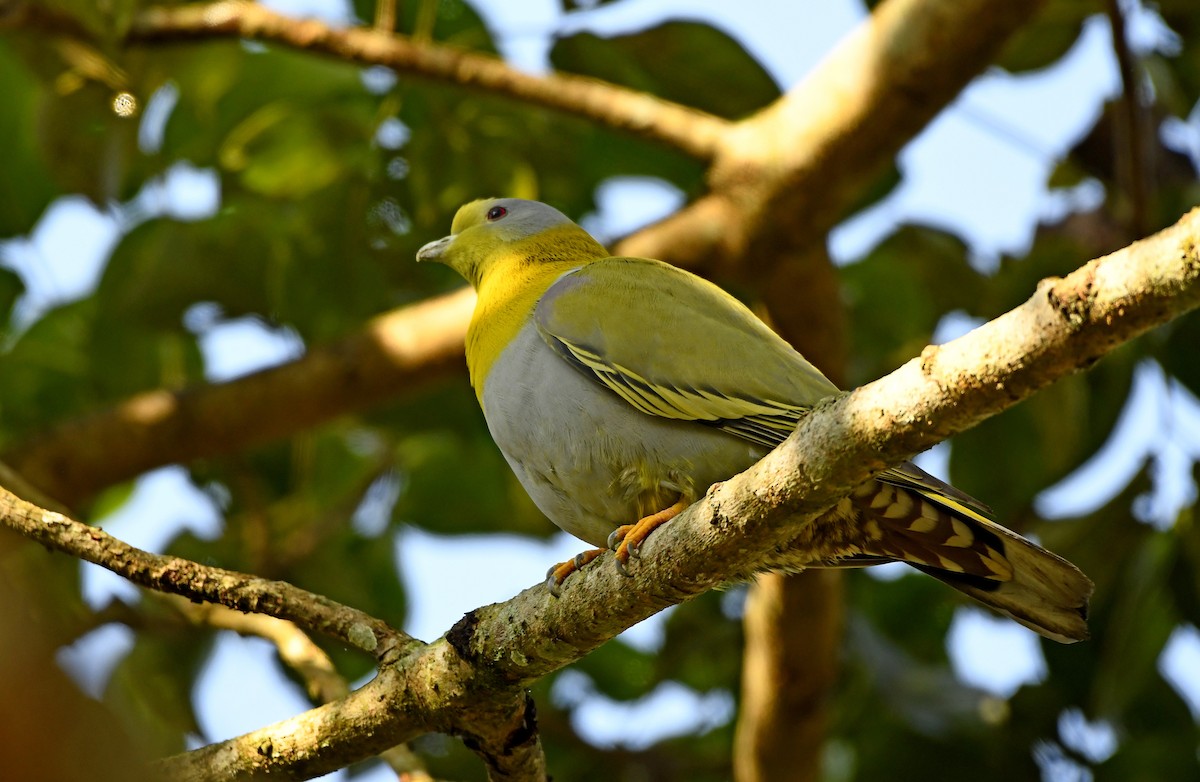 Yellow-footed Green-Pigeon - ML357190951
