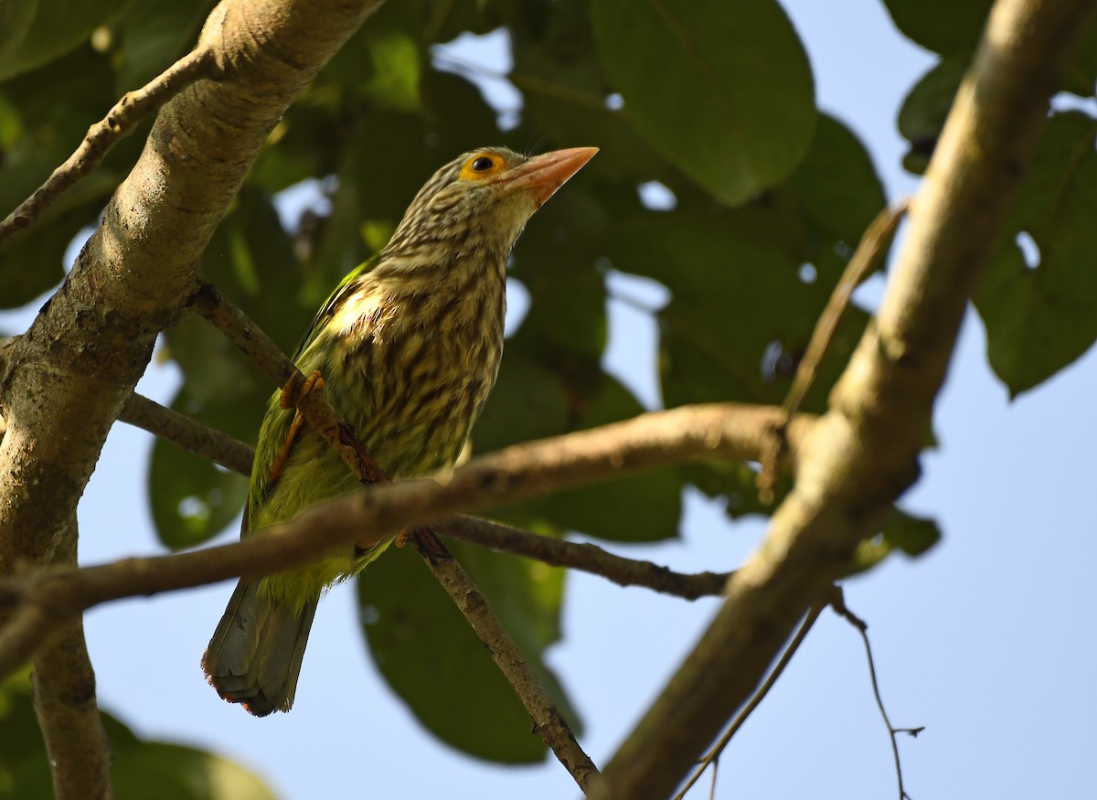 Lineated Barbet - ML357191051