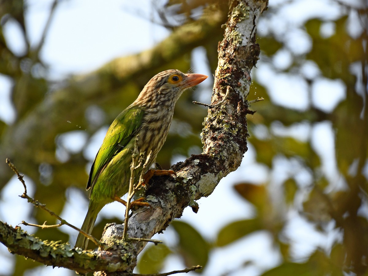 Lineated Barbet - ML357191081