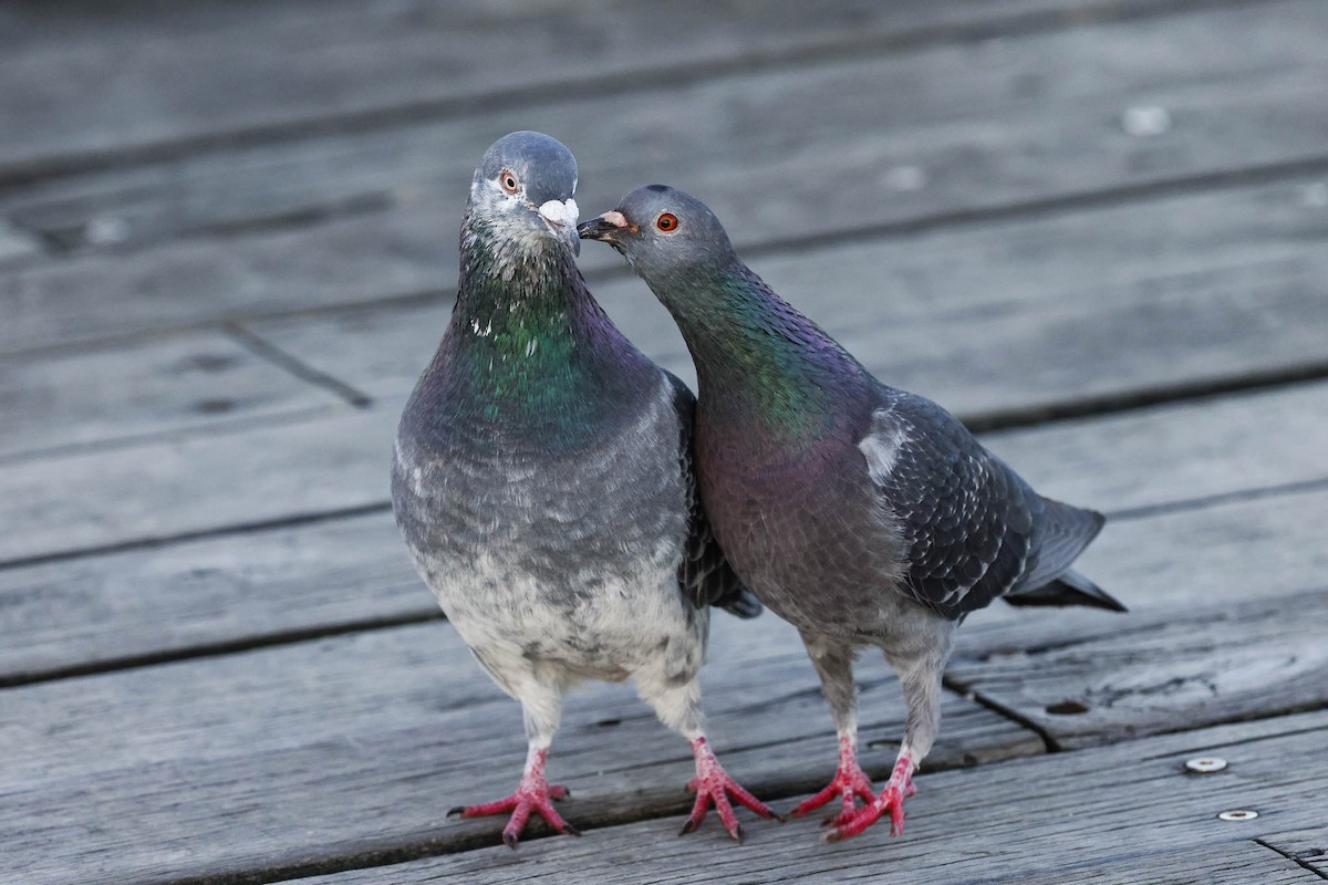Rock Pigeon (Feral Pigeon) - ML357194371