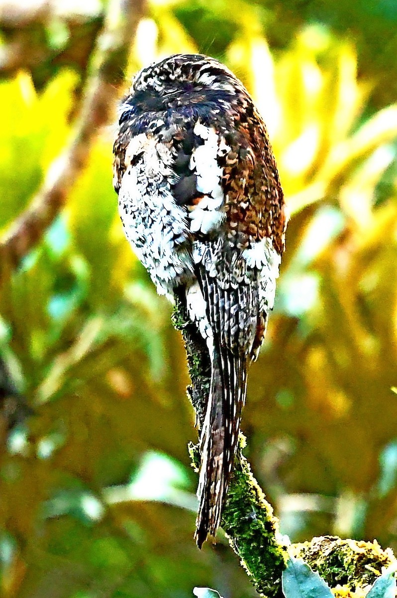 Andean Potoo - ML357197061