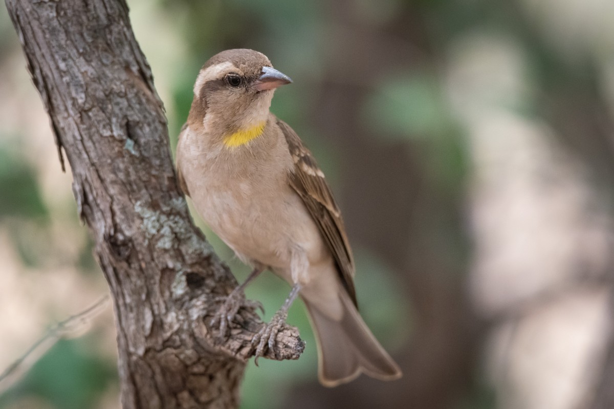 Yellow-throated Bush Sparrow - ML357204851