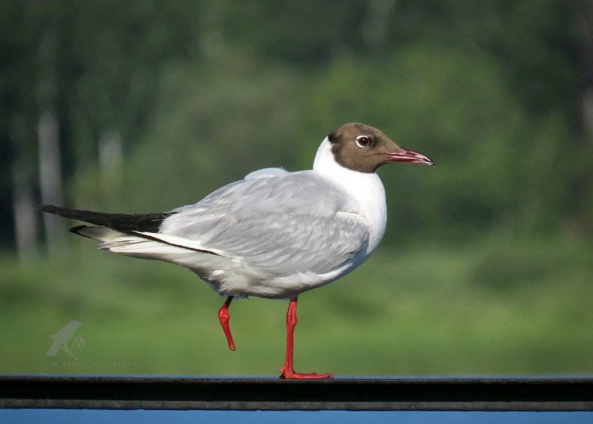 Black-headed Gull - ML357206641