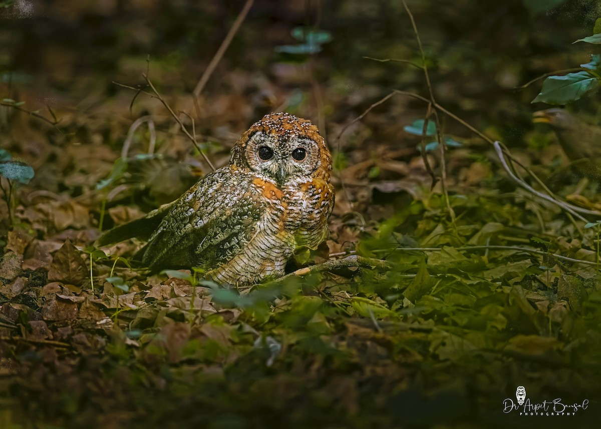 Mottled Wood-Owl - ML357208151