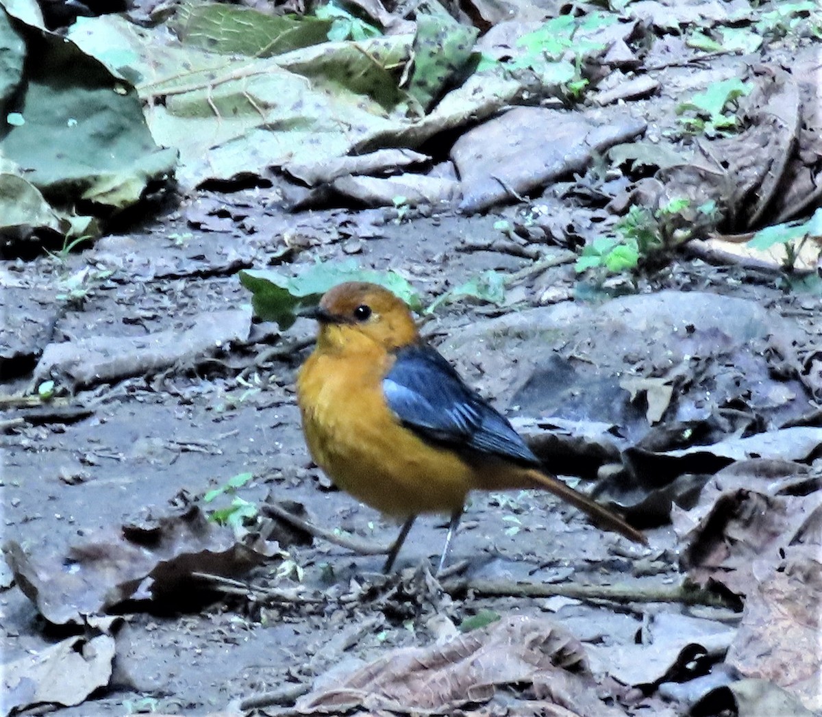 Red-capped Robin-Chat - ML357208901