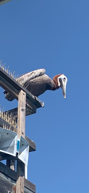 Brown Pelican (California) - ML357215111