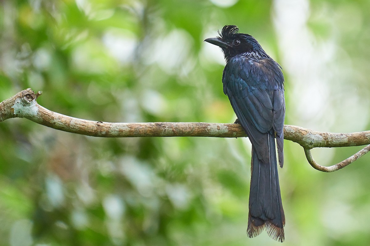 Greater Racket-tailed Drongo - ML357222121