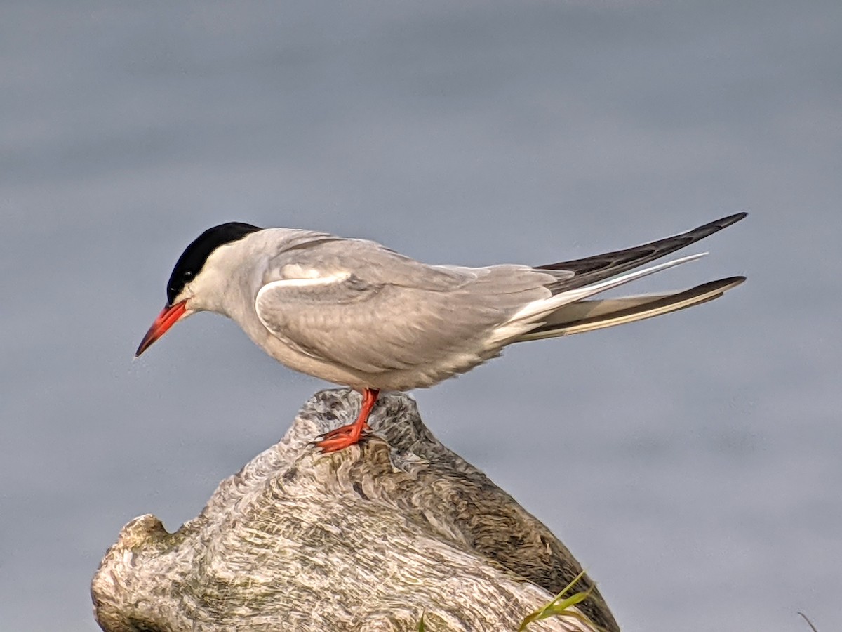 Common Tern - ML357223221
