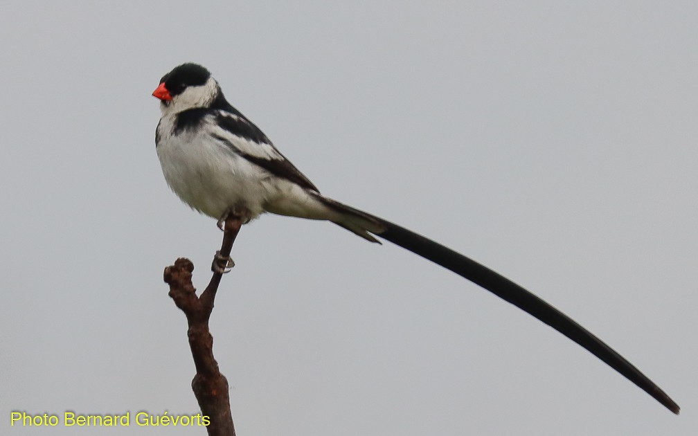 Pin-tailed Whydah - ML357224301